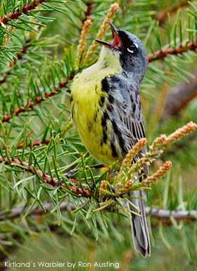 Kirtland's Warbler by Ron Austing