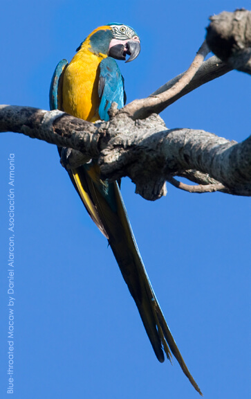 Blue-throated Macaw by Daniel Alarcon