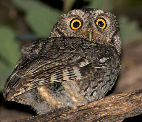 Whiskered Screech-Owl, one of the 585 bird species David Pavlik captured on film during his 2013 big year. (All photos in this post by David Pavlik.)