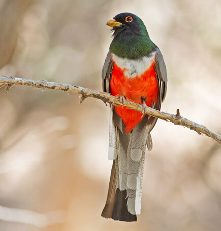Elegant Trogon, a sought-after species photographed in southeastern Arizona.