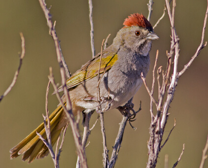 Green-tailed Towhee, a colorful resident of Western sagebrush and shrub habitats. 