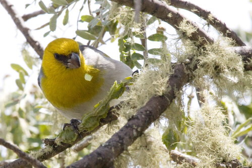 The Palila is a Hawaiian honeycreeper that is specially adapted to feed on the seeds of māmane trees, which grow on the high-altitude slopes of Mauna Kea. Photo by Robby Kohley 