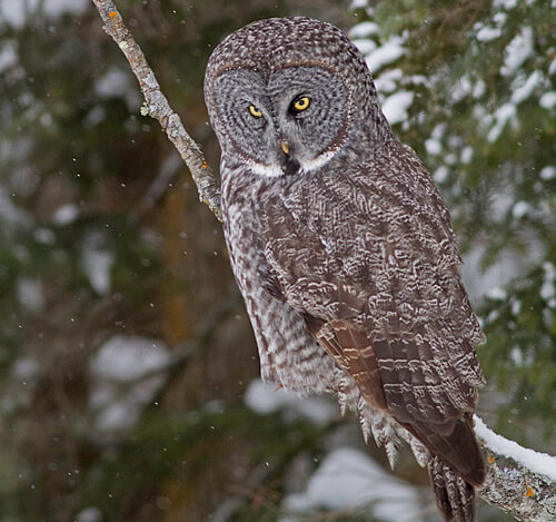 Great Grey Owl, North America's largest owl species. This photo was taken at Sax-Zim Bog in northern Minnesota.