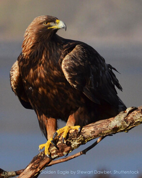 Golden Eagle by Stewart Dawber