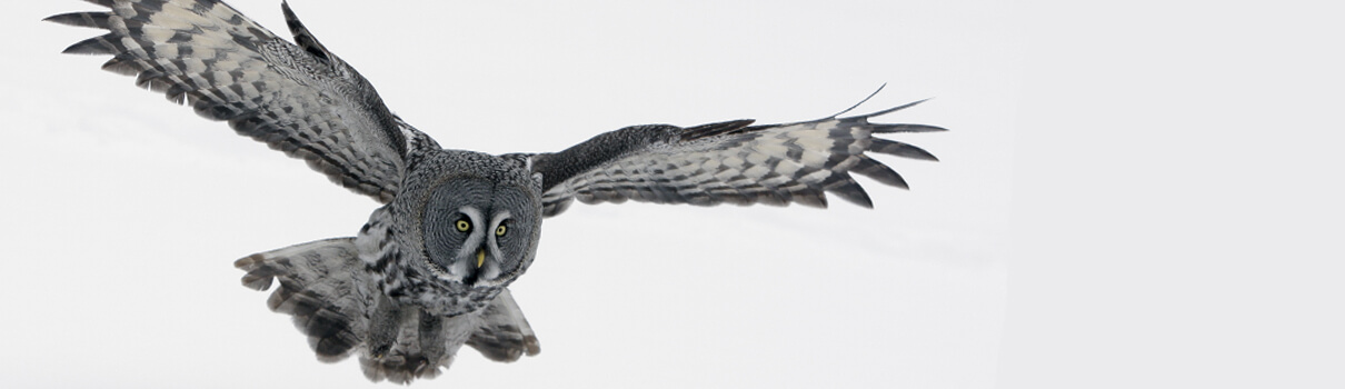 Great Gray Owl, Erni / Shutterstock