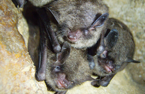 Indiana bats, USFWS