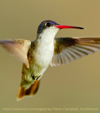 Violet-crowned Hummingbird by TMore Campbell, Shutterstock