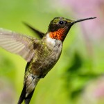 Ruby-throated Hummingbird, Kelly Kelson