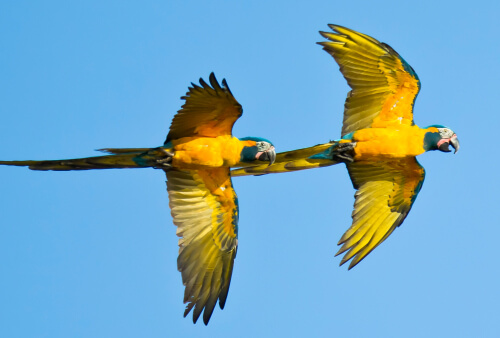 The critically endangered Blue-throated Macaw occurs only at the Barba Azul reserve. Photo by Paul B. Jones