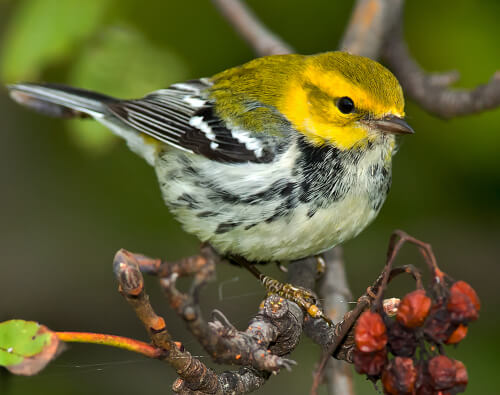 Black-throated Green Warbler, one of many migrants that breed in North America and winter on Latin American coffee farms.