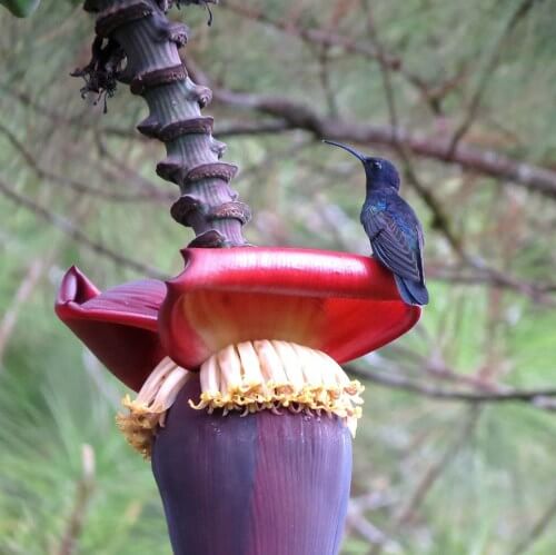 Violet sabrewing foraging in a shade coffee farm pauses on a banana flower ©Drew Weber