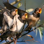 Barn Swallows, CyberKat/Shutterstock