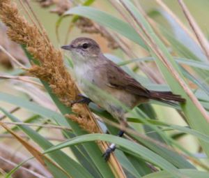 The Millerbird "Black over Silver, Blue over Orange" perched in the native bunch grass Eragrostis variabilis on Laysan. Photo: C.R. Kohley