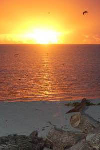 Figure 2. The sun sets on this tour of Laysan Island, only to rise again in early 2013 (Photo by Michelle Wilcox)