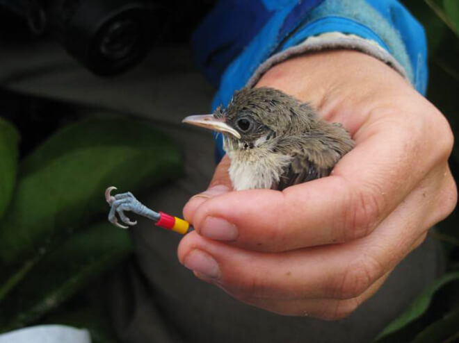 Nihoa Millerbird by Megan Dalton