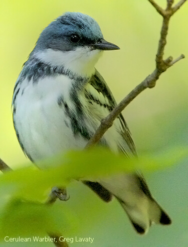 Cerulean Warbler by Greg Lavaty