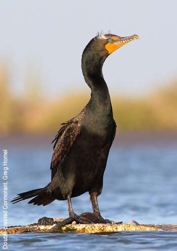 Double-crested Cormorant by Greg Homel