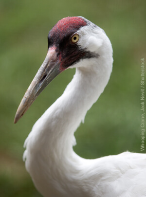 Whooping Crane by Jack Nevitt/Shutterstock