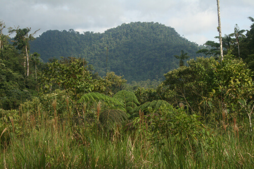 Eastern slope forest of Ecuador. Photograph by Benjamin Skolnik