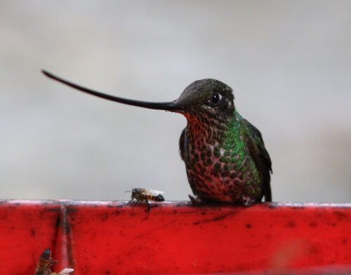 Sword-billed Hummingbird. Photo by Benjamin Skolnik