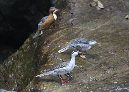 Torrent Duck family in Guango. Photograph by Benjamin Skolnik