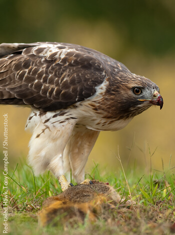 Red-tailed Hawk by Tony Campbell / Shutterstock