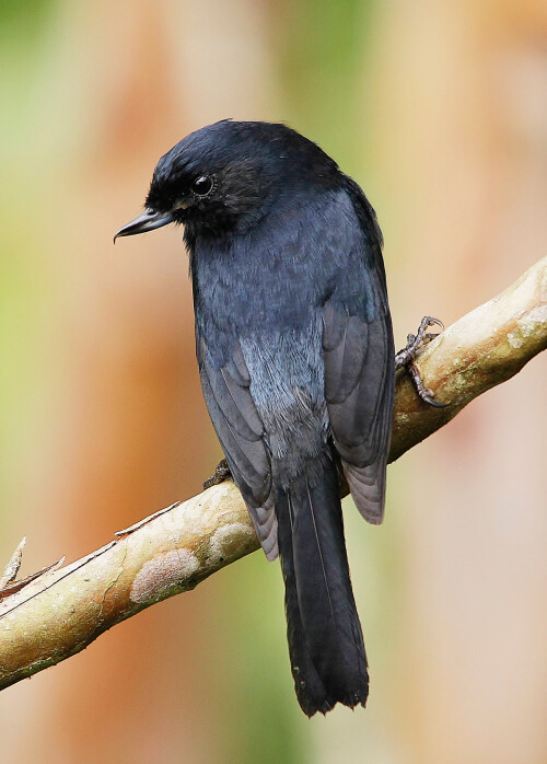 Black Flowerpiercer. Photo by Benjamin Skolnik