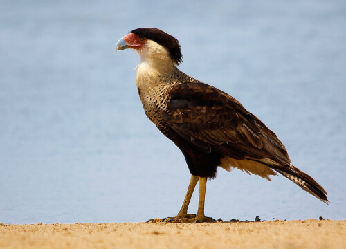 Crested Caracara. Photo by Benjamin Skolnik