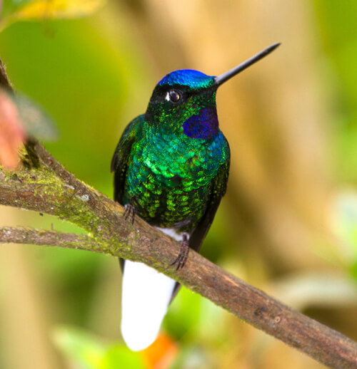 White-tailed Starfrontlet. Photo by Jorge Brocca