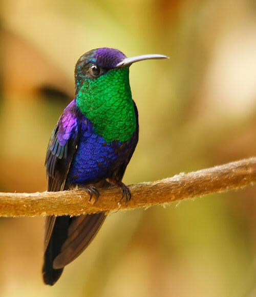 Violet-crowned Woodnymph. Photo by Benjamin Skolnik