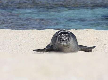 An endangered Hawaiian monk seal galumphs up the shore to rest. Photo by Whitney Taylor