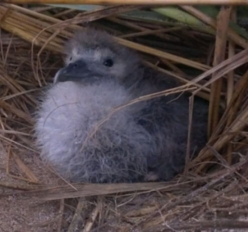 A young Wedge-tailed Shearwater rests in the shade of a native bunchgrass. Photo by Barbara Heindl