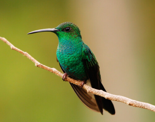 White-vented Plumeteer. Photo by Benjamin Skolnik