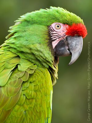 Great Green Macaw by Marc Scott-Parkin/Shutterstock