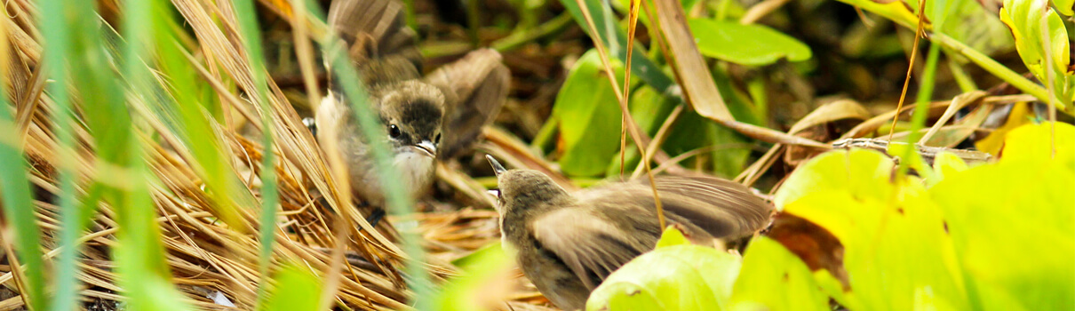 Pair of Millerbirds, Megan Dalton