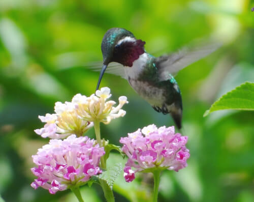 BirdBlitz! Counting Birds to Save Birds in Ecuador - American Bird ...