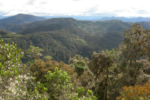 View from the canopy tower at Owlet Lodge, Abra Patricia Reserve. Photo by Dan Lebbin