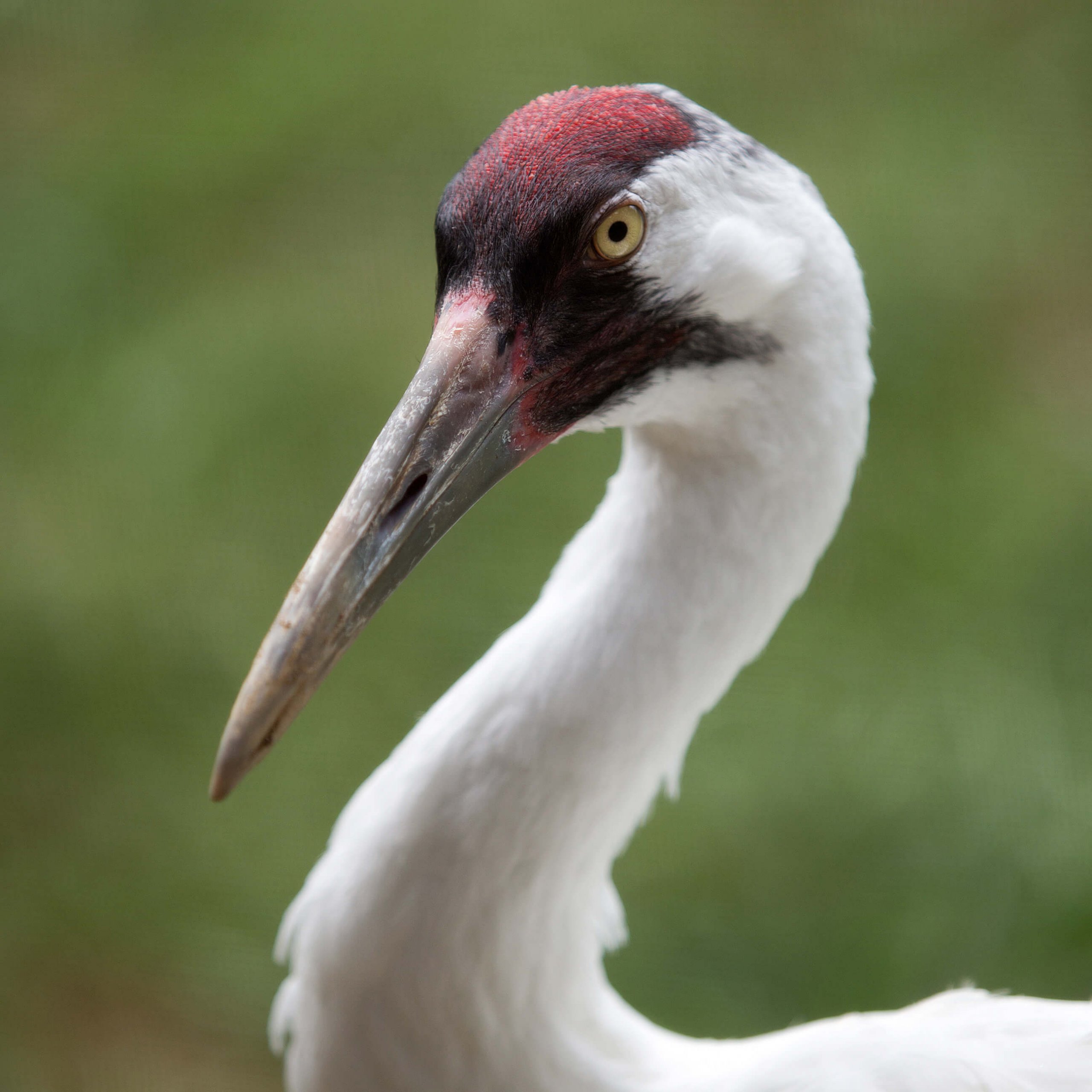 Wind Turbines Being Installed in Sensitive Bird Habitat on Massive ...