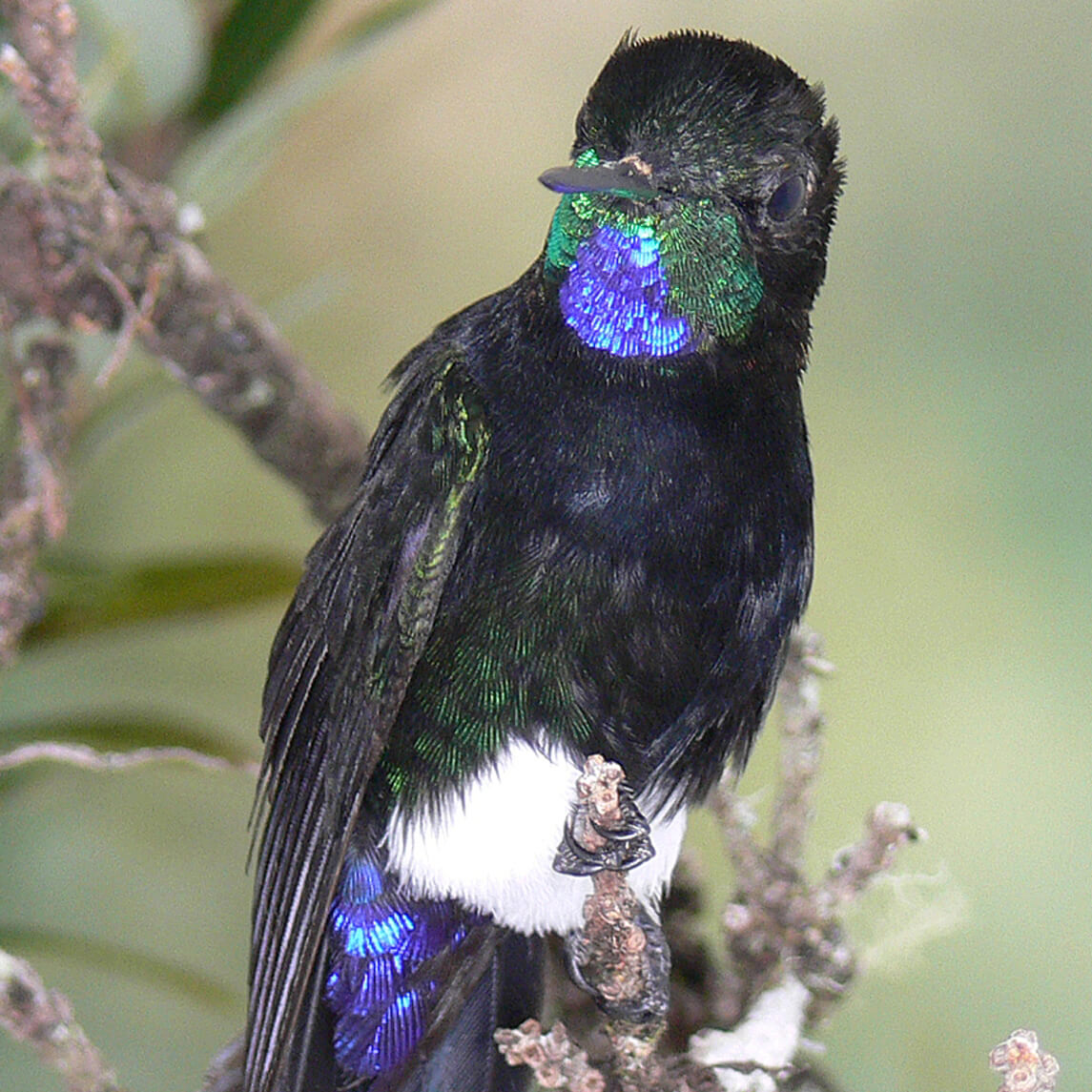 New Report: 122 Species of Colombian Birds Facing Extinction - American