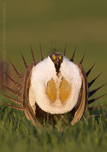 Greater Sage-Grouse, Tom Reichner/Shutterstock