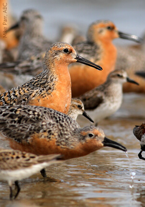 Red Knot, Mike Parr