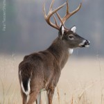 White-Tailed Deer, Paul Tessier/Shutterstock