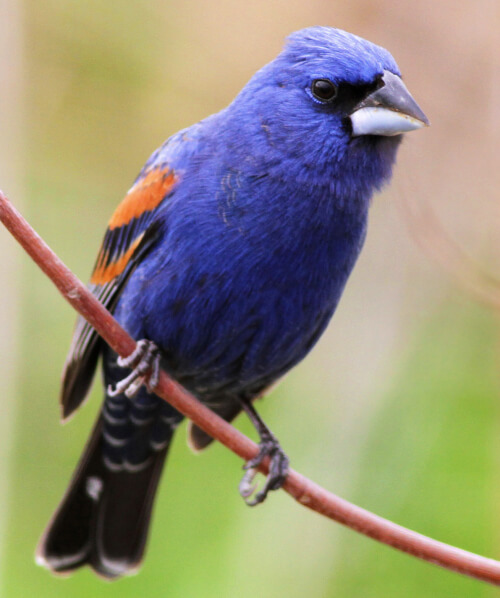 Blue Grosbeaks can also be seen at the Paton Center. Photo by Mike Parr, ABC