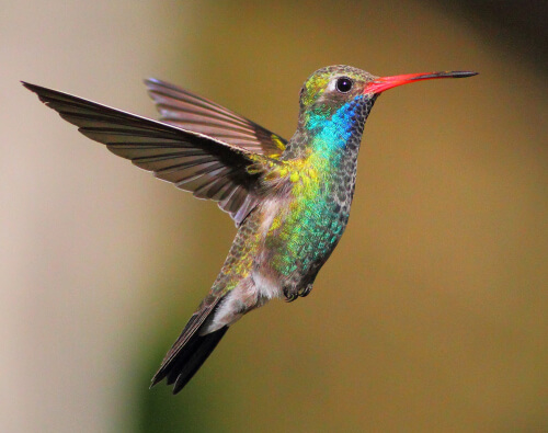 Another favorite hummingbird to spot at the Paton Center is the Broad-billed Hummingbird. Photo by Greg Homel/Natural Elements Productions