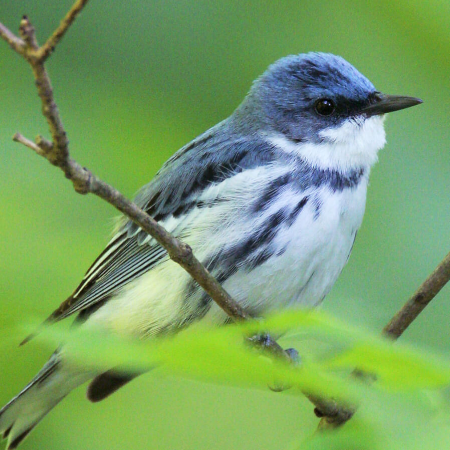 Cerulean Warbler - Conservation Birding 5B9