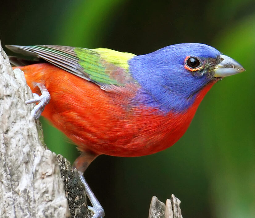 home american bird conservancy home american bird conservancy