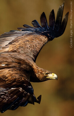 Leading Bird Group Files Petition To Regulate The Wind