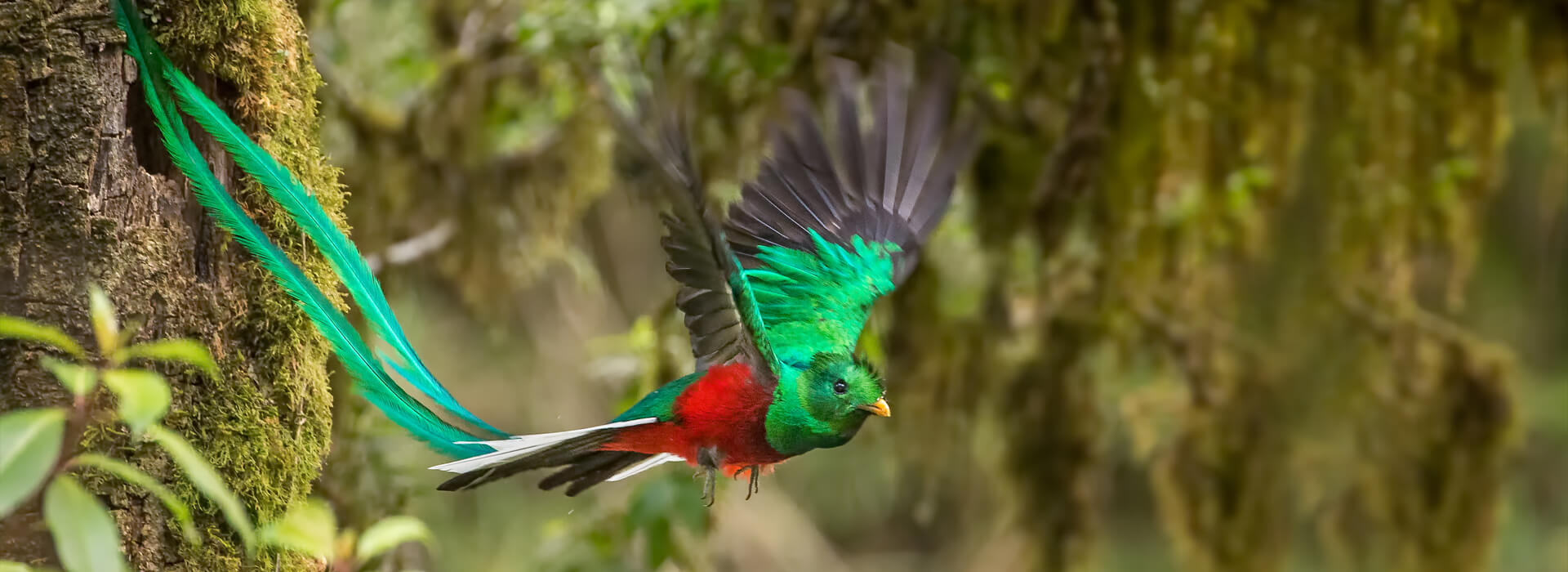 Resplendent Quetzal, Phoo Chan, Shutterstock