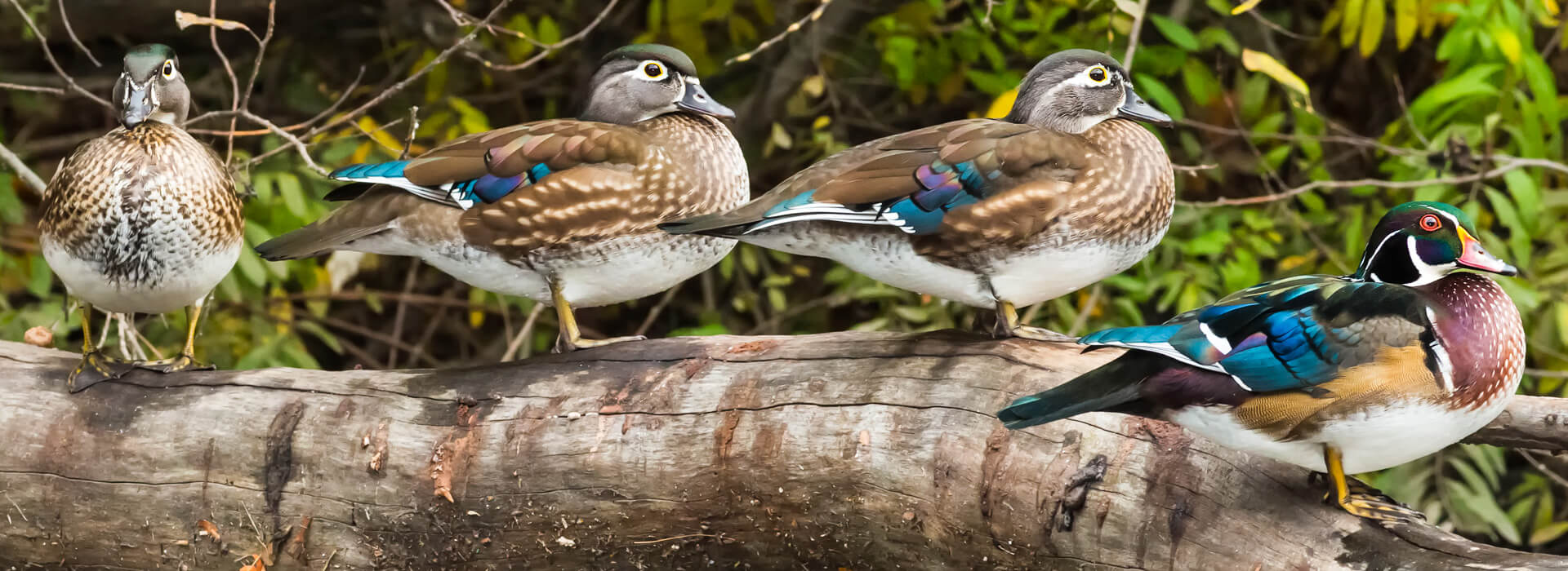 Wood Ducks, Paul Reeves Photography, Shutterstock