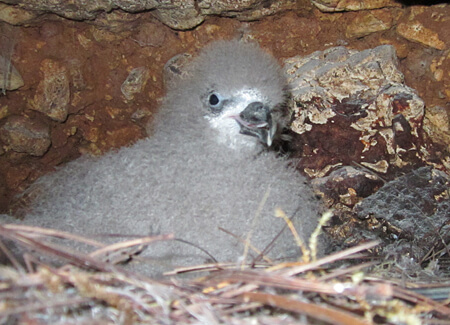 Black-capped Petrel chick in burrow, Grupo-Jaragua